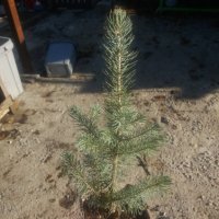 Сребрист смърч (Picea pungens), снимка 15 - Разсади - 35188178