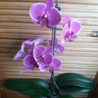 Орхидея, снимка 1 - Стайни растения - 44878513