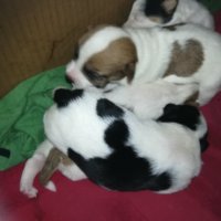 ПРОДАВАМ jack russell terrier 2305210838, снимка 3 - Джак ръсел териер - 32265047