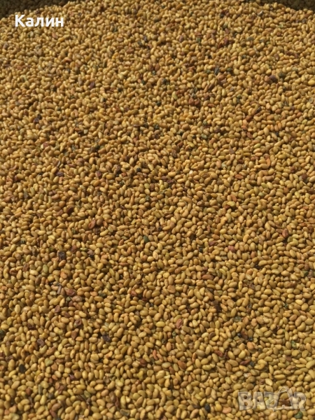 люцерново семе, снимка 1