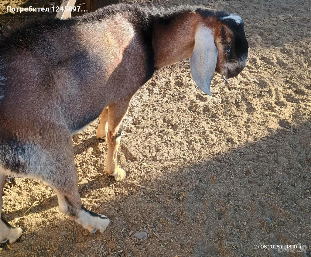 Чистопородни англо нубийски , снимка 1