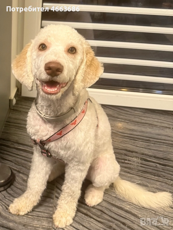 Лагото романьоло, снимка 1