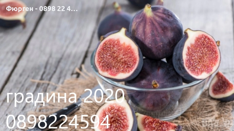 Смокиня Мичуринска-10, снимка 1