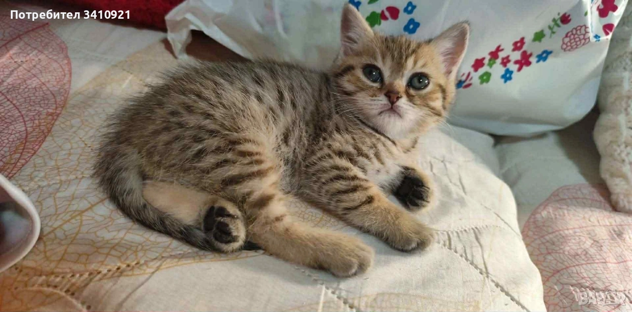 тикирано Таби, снимка 1