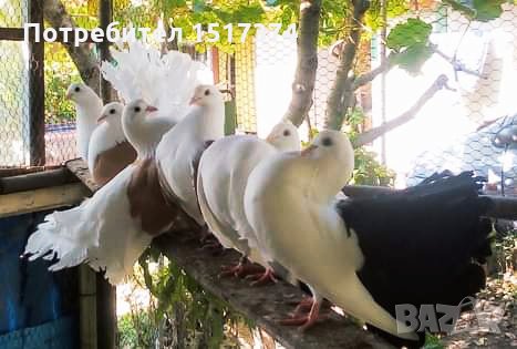 Продавам гълъби, Фенерлии , на капак , с цветни опашки , чисто бели , с гащи , снимка 1