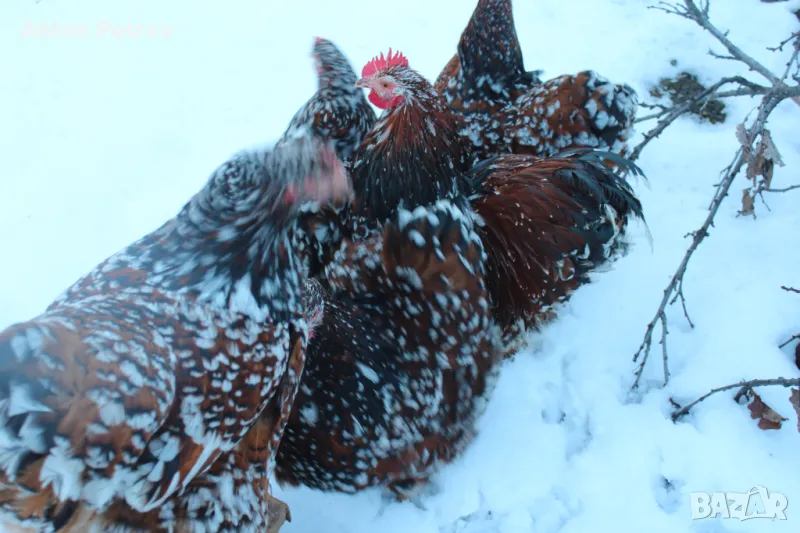 Продавам яйца от Орпингтон-порцелан, снимка 1