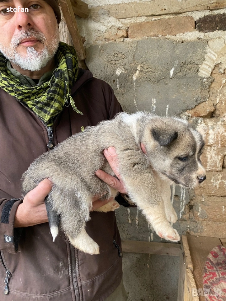 Източносибирски лайки, снимка 1