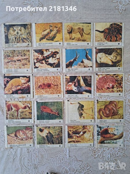 Картинки от дъвки , снимка 1