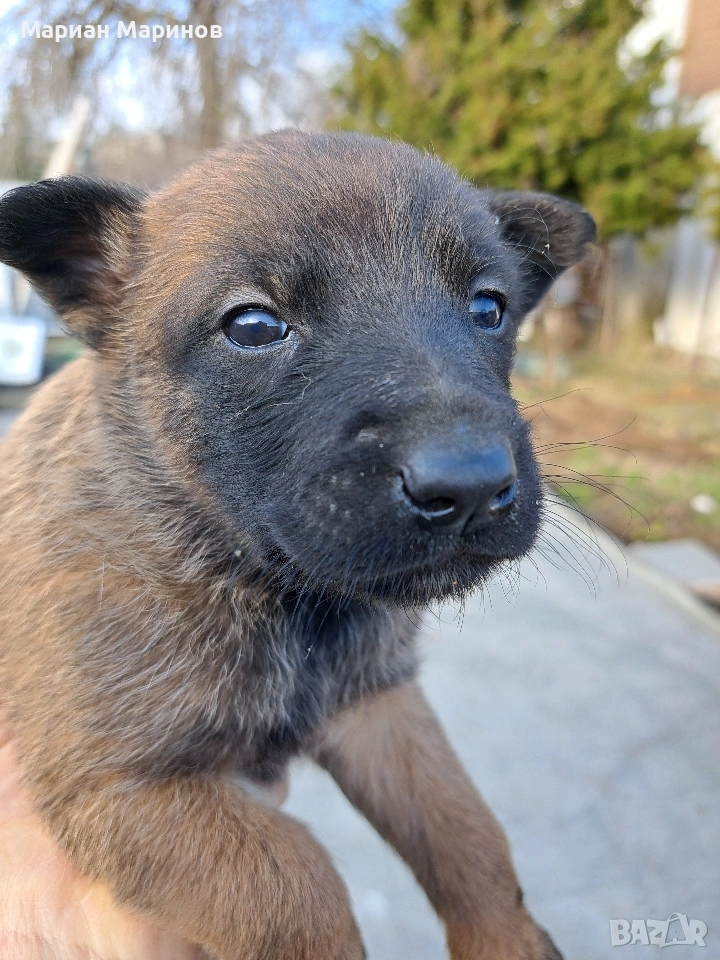 Белгийска овчарка- Малиноа, снимка 1