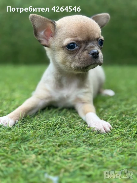 Мини момче , снимка 1