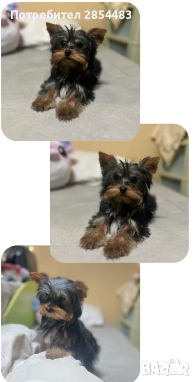 Йоркширски териер , снимка 1