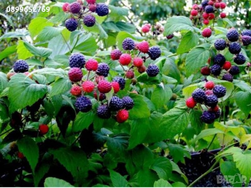 Черна малина Бляк джевел, снимка 1