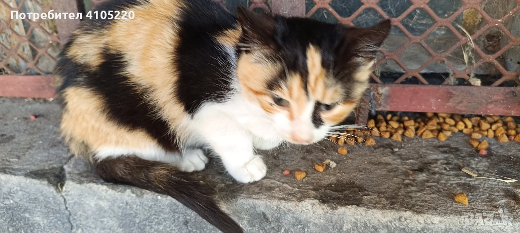 Трицветно женско котенце търси дом, снимка 1