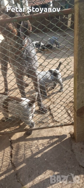 Кученца Дратхаар, снимка 1