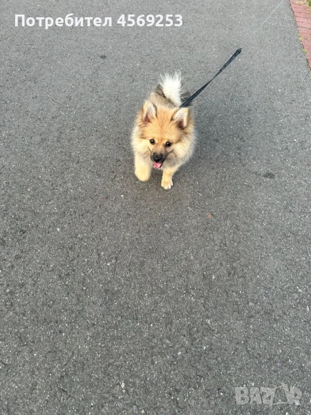 Померан Шпиц, снимка 1