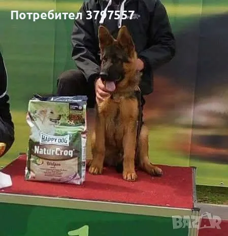 Развъдник за Немско Овчарко Куче von Haus Evelin , снимка 1