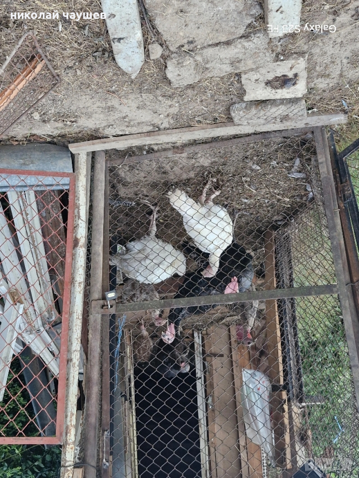 пуйки, снимка 1