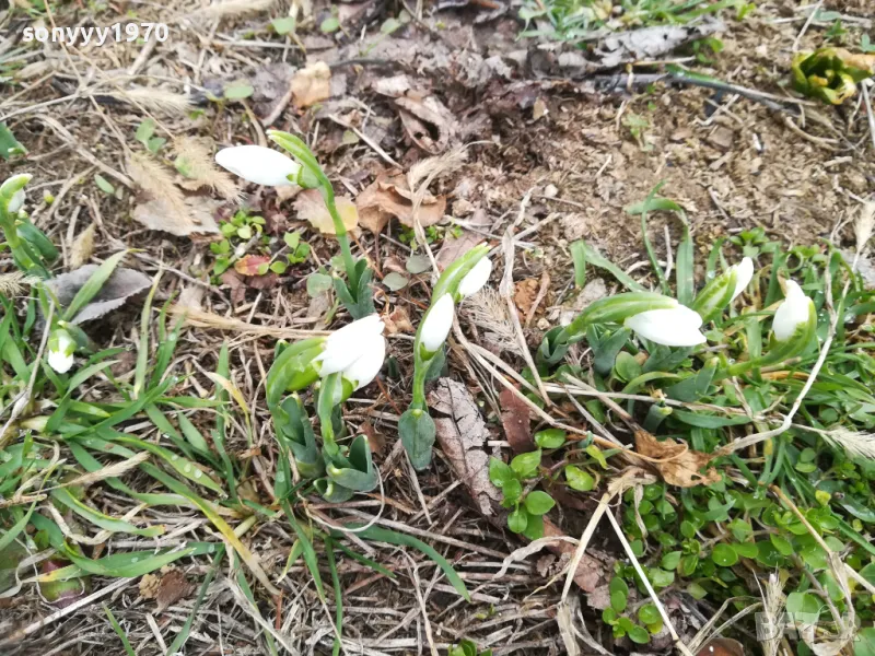 2025г-КОКИЧЕНЦА С ЛУКОВИЦИ В САКСИЯ С ПОЧВА 2701251600 , снимка 1