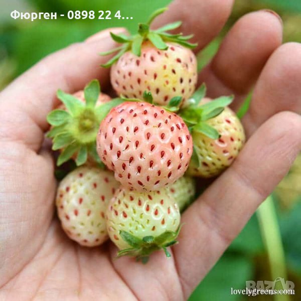 Бяла ягода - ананасова , снимка 1