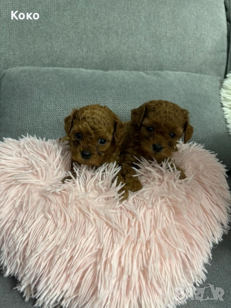 пудел Той/Тийкъп пудел , снимка 1