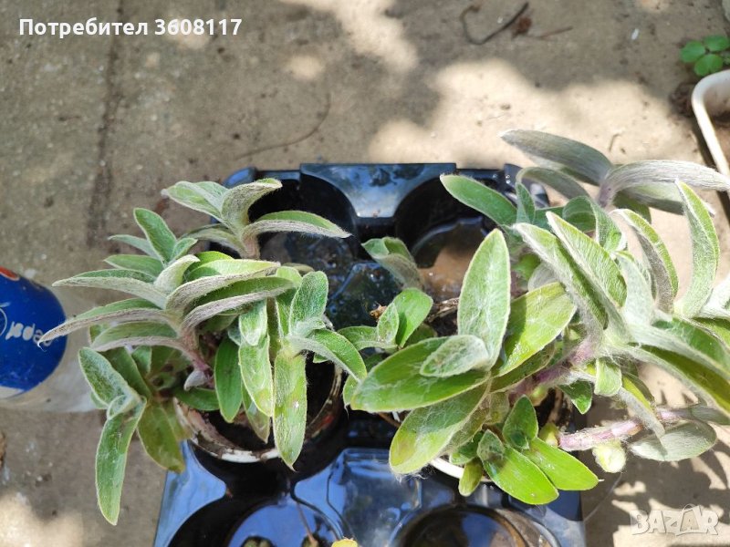 Мъхеста традесканция, снимка 1
