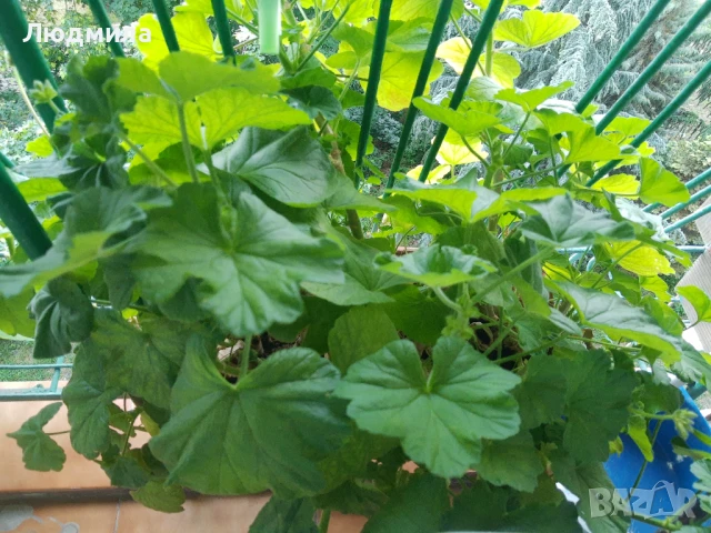 Мушкато,сандъчета,големи,отгледани,последни бройки,ДОГОВАРЯНЕ,готови за декорация и ползване за дома, снимка 11 - Градински цветя и растения - 50448492