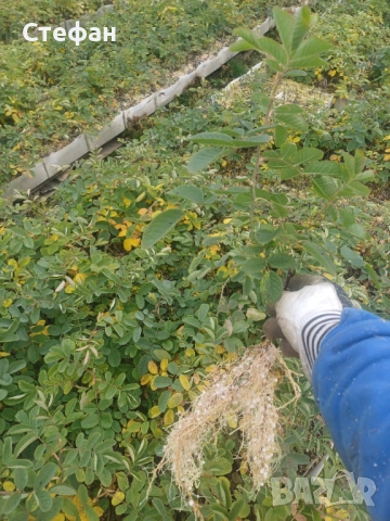 Разсад Роза Дамасцена, снимка 3 - Разсади - 53040393