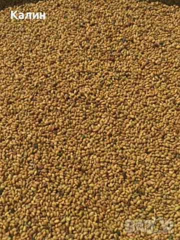 люцерново семе