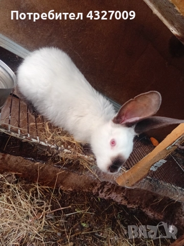 Продавам зайци , снимка 7 - Други - 52580559