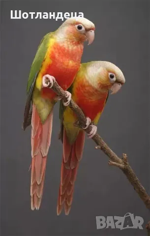 Папагал пирура-Pineapple(ананас), снимка 6 - Папагали - 50317567