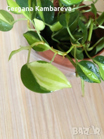 Philodendron Cream Splash , снимка 2 - Стайни растения - 53295310