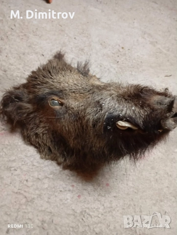 Свинска глава, снимка 3 - Прасета - 52951642