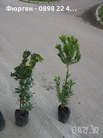 Ягодово дърво - Арбутус, снимка 6 - Градински цветя и растения - 27448713