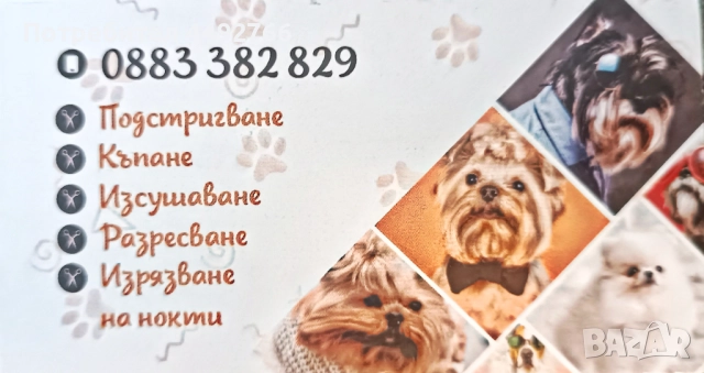 Груминг салон Пазарджик, цялостна грижа за домашни любимци , снимка 6 - Други животни - 52569188