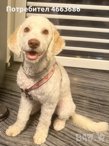 Лагото романьоло