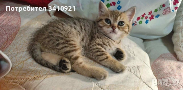 тикирано Таби