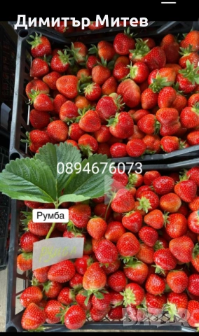 Разсат ягоди , снимка 10 - Разсади - 51749933