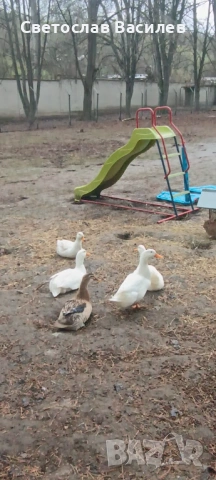 Продавам зайци, петли и патици за консумация + декоративно козле, снимка 6 - Кокошки и пуйки - 53028981