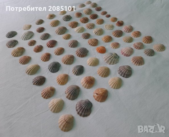 Морски миди перлички, снимка 5 - Декорация за дома - 43957419