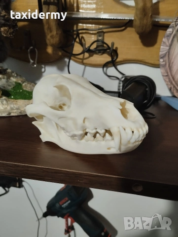 Череп чакал-златен медал, снимка 3 - Оборудване и аксесоари за оръжия - 53569852