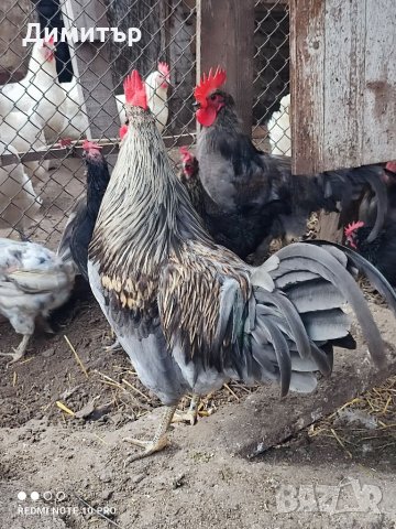 Разплодни яйца от Шведски Исбар , снимка 11 - други­ - 31902849