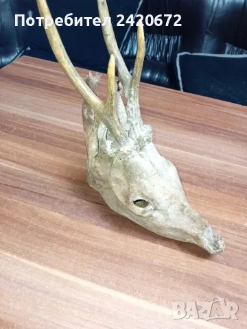 глава сърандак с рогца, снимка 4 - Други ценни предмети - 48278830