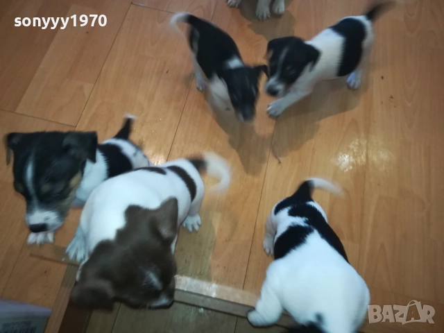 КУЧЕНЦА-ДЖАК РЪСЕЛ 2509252000, снимка 7 - Джак ръсел териер - 51839304