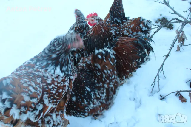 Продавам яйца от Орпингтон-порцелан, снимка 1