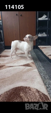 Френски булдог, снимка 2 - Френски булдог - 53095696