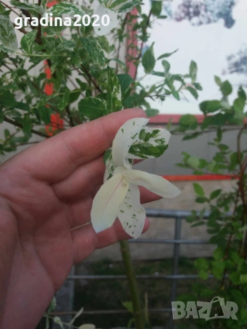  Японска върба Salix Hakuro Nishiki - Фламинго, снимка 8 - Разсади - 53489532