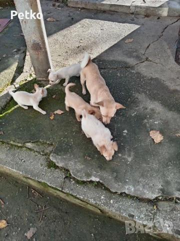 Пинчери, снимка 2 - Пинчер - 52495229