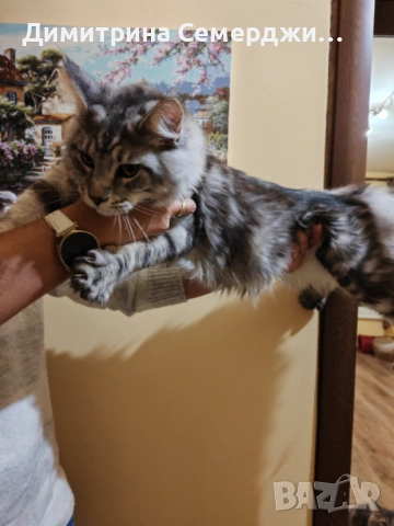 Мъжки мейн куун котенца , снимка 6 - Мейн кун - 52438961