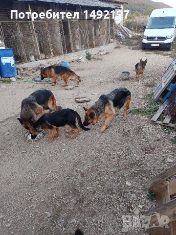 малки немски овчарки , снимка 4 - Немска овчарка - 50062180