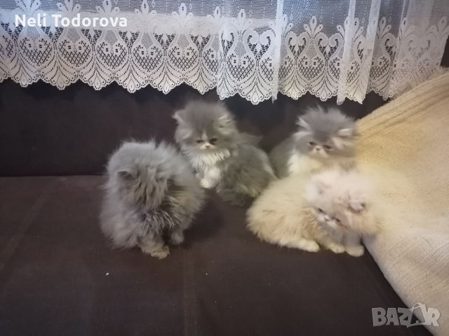 4 персийски котенца, снимка 3 - Персийска - 34677861